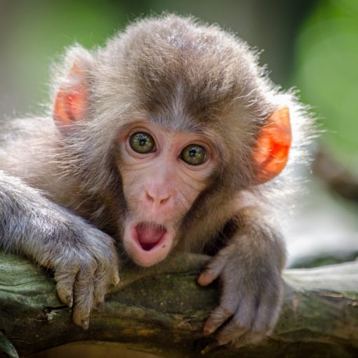 Shocked monkey